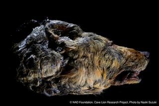 Illustration for article titled Huge, Shaggy Head of 30,000-Year-Old Wolf Unearthed in Siberia